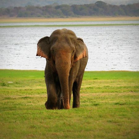 Mahoora Tented Safari Camp Udawalawe Exteriér fotografie