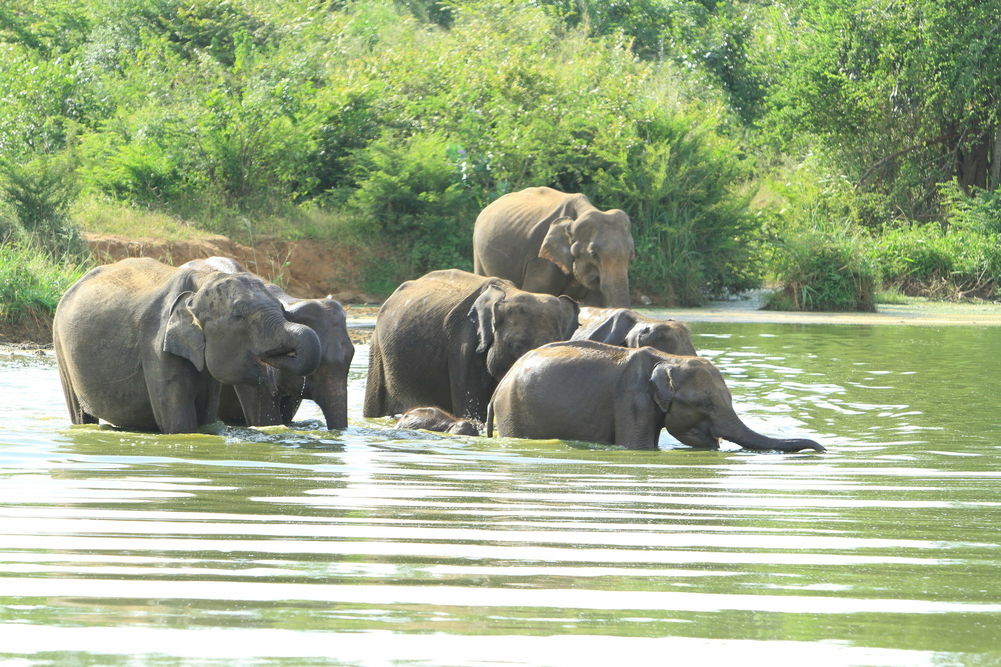 Mahoora Tented Safari Camp Udawalawe Exteriér fotografie