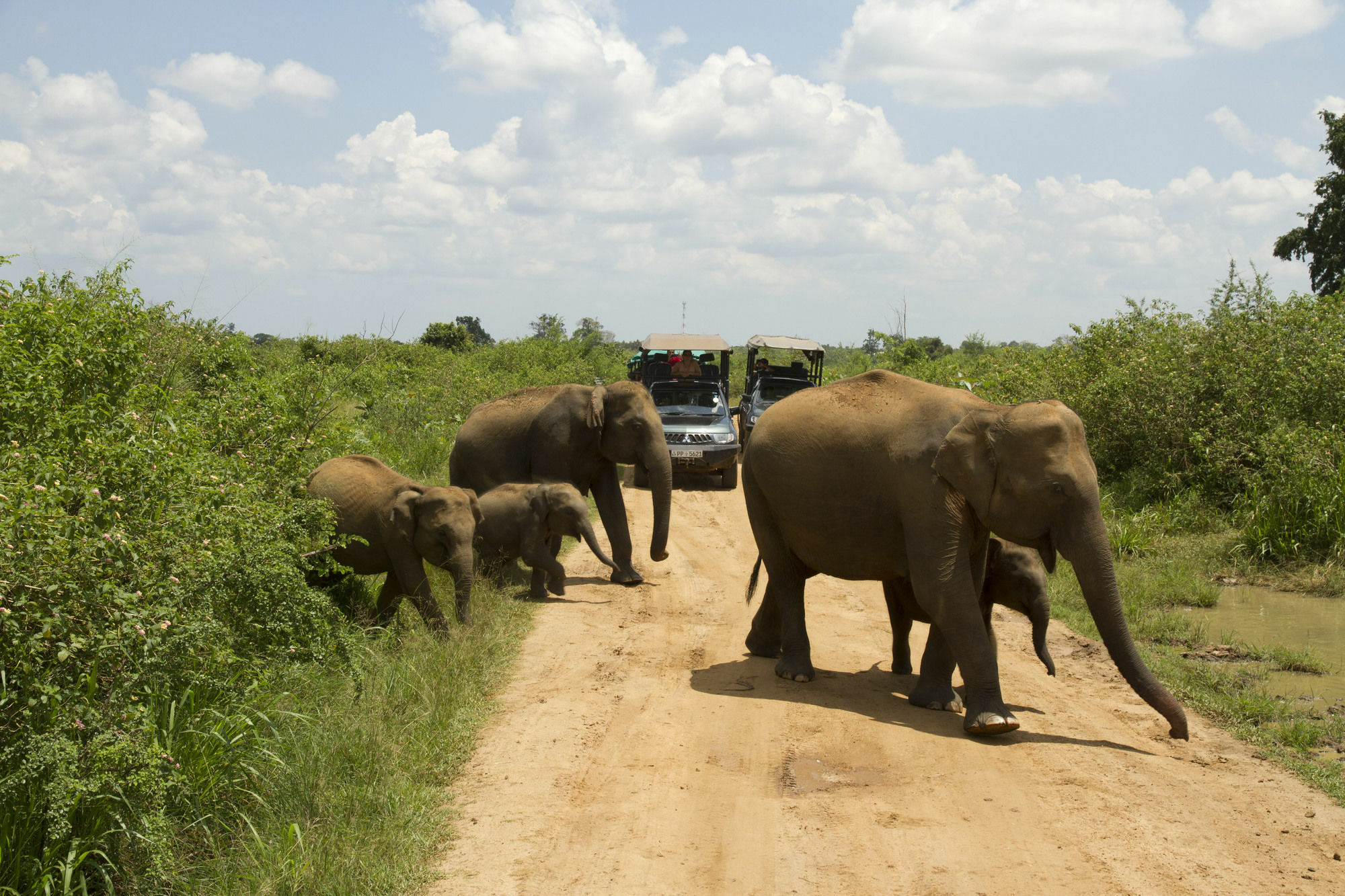 Mahoora Tented Safari Camp Udawalawe Exteriér fotografie