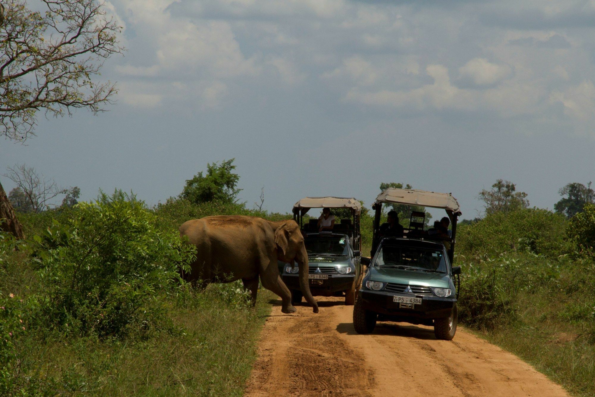 Mahoora Tented Safari Camp Udawalawe Exteriér fotografie