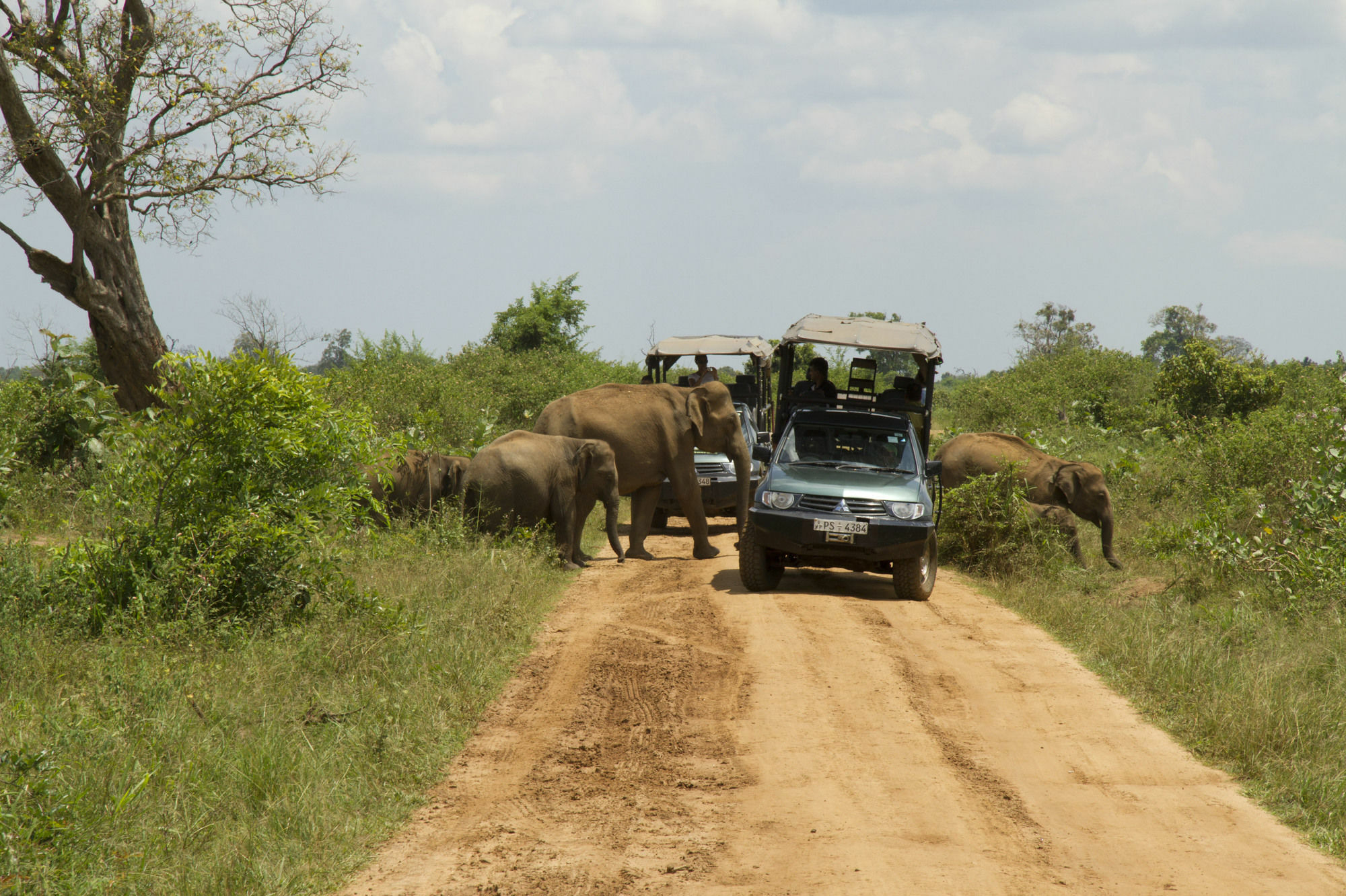 Mahoora Tented Safari Camp Udawalawe Exteriér fotografie