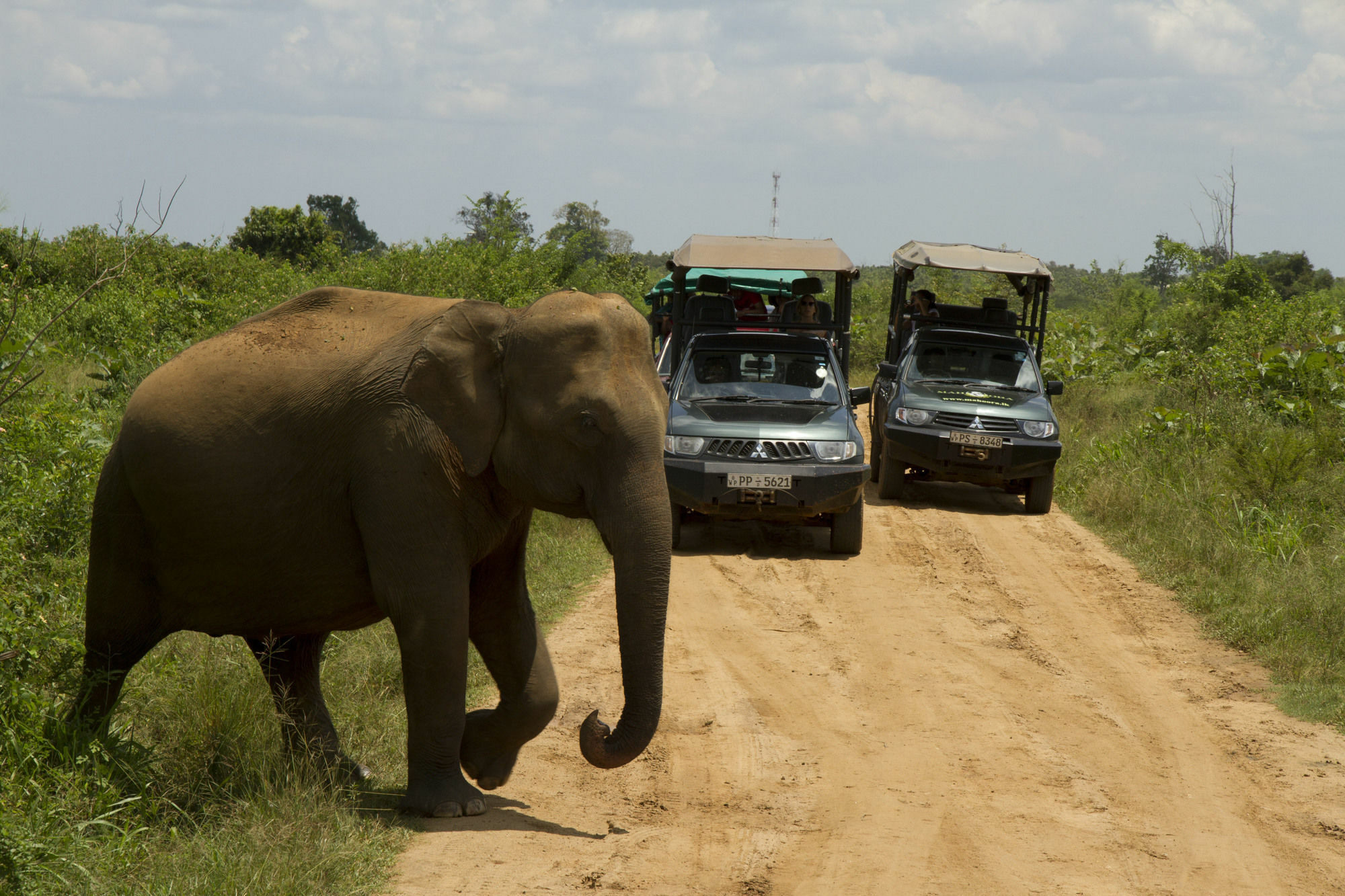 Mahoora Tented Safari Camp Udawalawe Exteriér fotografie